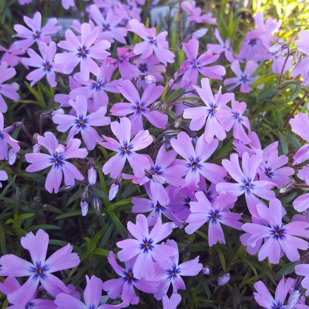 Phlox subulata 'Purple Beauty'. <br/>Lyngfloks