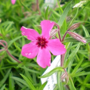 Phlox subulata 'Scarlet Flame'.<br/>Lyngfloks