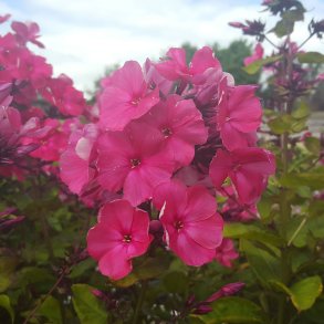 Phlox paniculata 'Tenor'. <br/>Floks