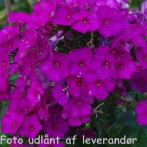 Phlox paniculata 'The King'. <br/>Floks