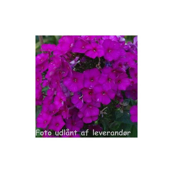 Phlox paniculata 'The King'. <br/>Floks