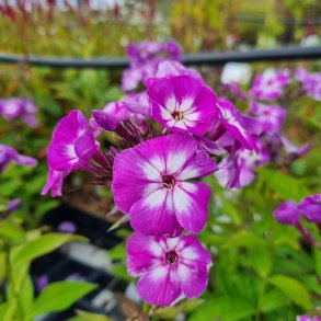 Phlox paniculata 'Uspekh'. <br/>Floks