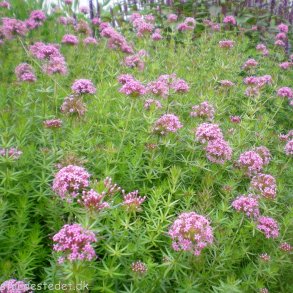 Phuopsis stylosa. <br/>Rosenskovmrke