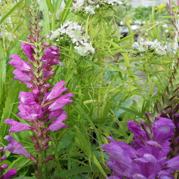 Physostegia virginiana 'Vivid'. <br/>Drejeblomst