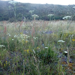 Pimpinella saxifraga. <br/>Almindelig pimpinelle