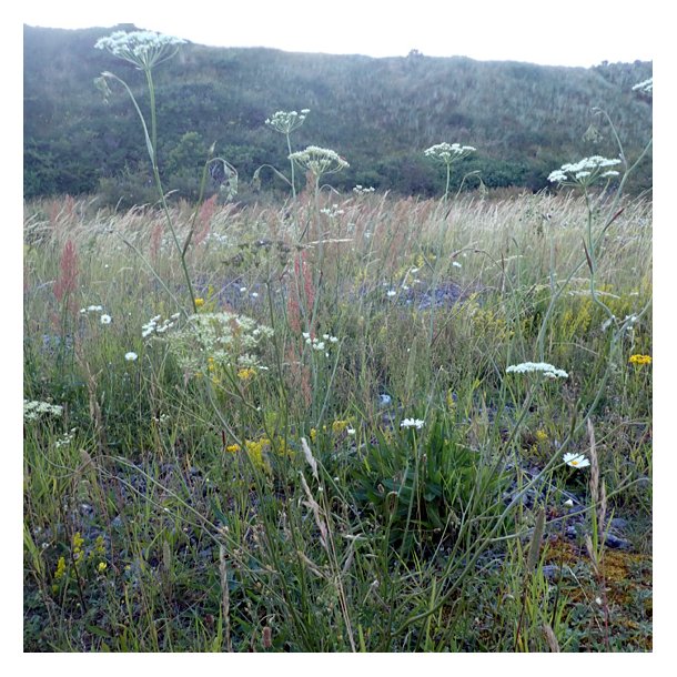 Pimpinella saxifraga. <br/>Almindelig pimpinelle