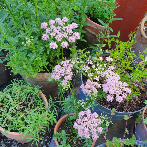 Pimpinella major 'Rosea'. <br/>Pimpinelle