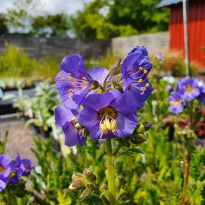 Polemonium caeruleum 'Bambino Blue'. <br/>Jacobsstige