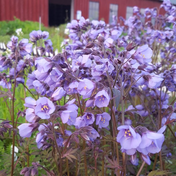 Polemonium 'Heaven Scent'. <br/>Jacobsstige