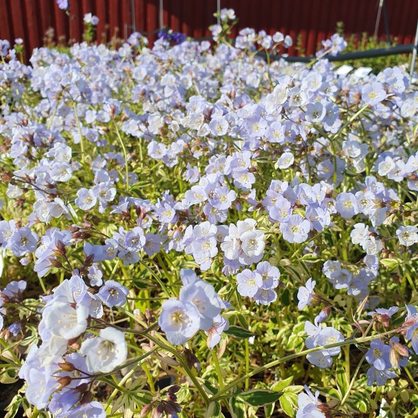 Polemonium 'Stairway to Heaven'. <br/>Jacobsstige