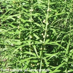 Polygonatum verticillatum 'Giant One'. <br/>Storkonval.