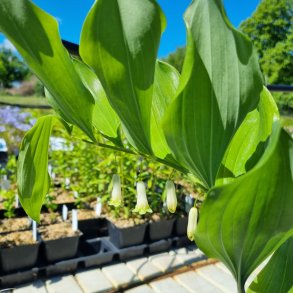 Polygonatum biflorum. <br/>Storkonval.