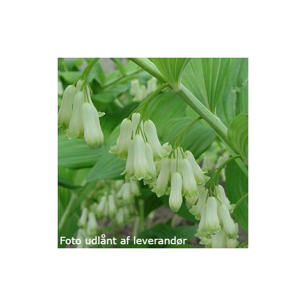 Polygonatum biflorum. <br/>Storkonval.