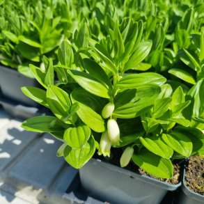 Polygonatum humile. <br/>Storkonval.