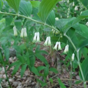 Polygonatum multiflorum. <br/>Storkonval.