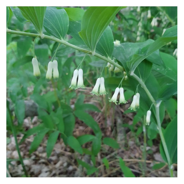 Polygonatum multiflorum. <br/>Storkonval.
