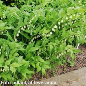 Polygonatum odoratum. <br/>Kantet konval.