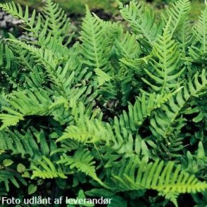 Polypodium vulgare. <br/>Almindelig engels�d