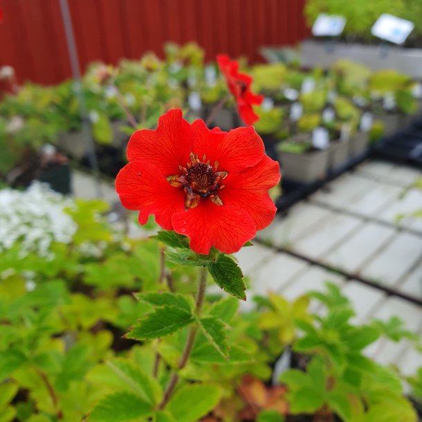 Potentilla 'Gibson's Scarlet'. <br/>Potentil