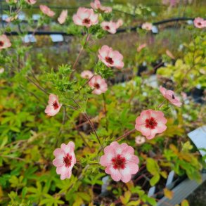 Potentilla x hopwoodiana. <br/>Staudepotentil