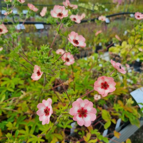 Potentilla x hopwoodiana. <br/>Staudepotentil