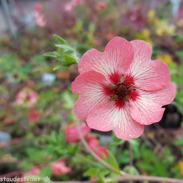 Potentilla x hopwoodiana. <br/>Staudepotentil