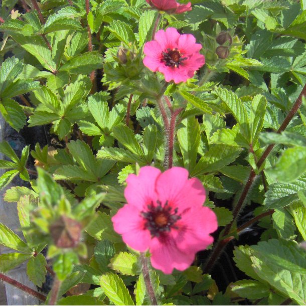 Potentilla nepalensis 'Miss Willmott'.<br/>Staudepotentil