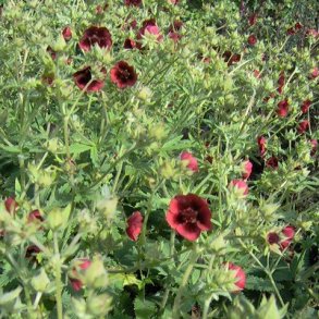 Potentilla thurberi 'Monarch's Velvet'. <br/>Staudepotentil