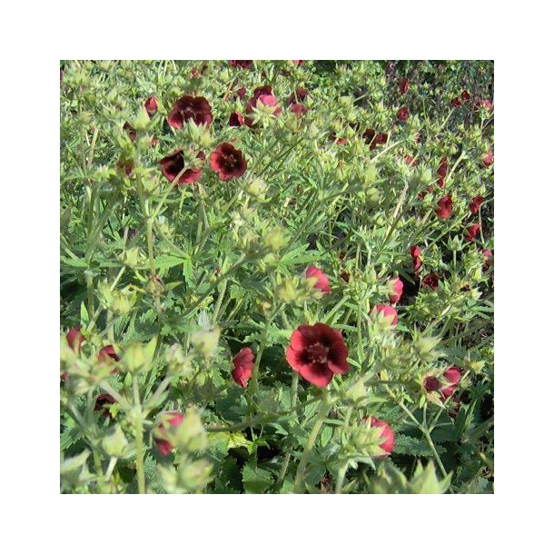 Potentilla thurberi 'Monarch's Velvet'. <br/>Staudepotentil