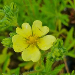 Potentilla recta. <br/>Rank potentil