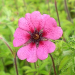 Potentilla nepalensis 'Ron McBeath'. <br/>Indisk potentil