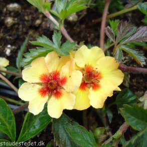 Potentilla x tonguei. <br/>Staudepotentil