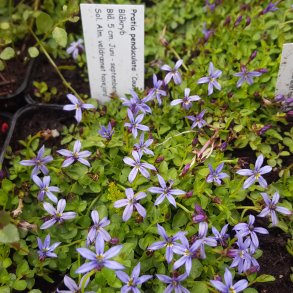 Lobelia penduculata 'County Park'. <br/>Bl�kryb