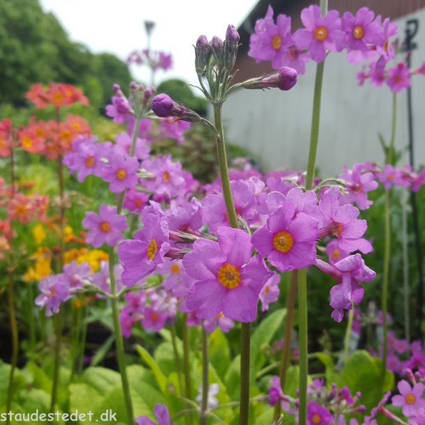 Primula beesiana. <br/>Etageprimula