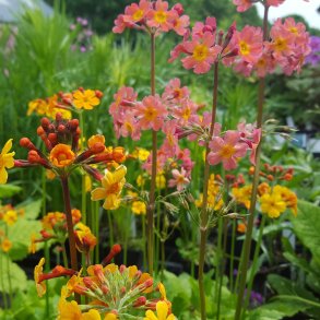 Primula bulleyana. <br/>Etageprimula