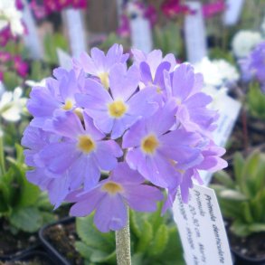 Primula denticulata. <br/>Kugleprimula