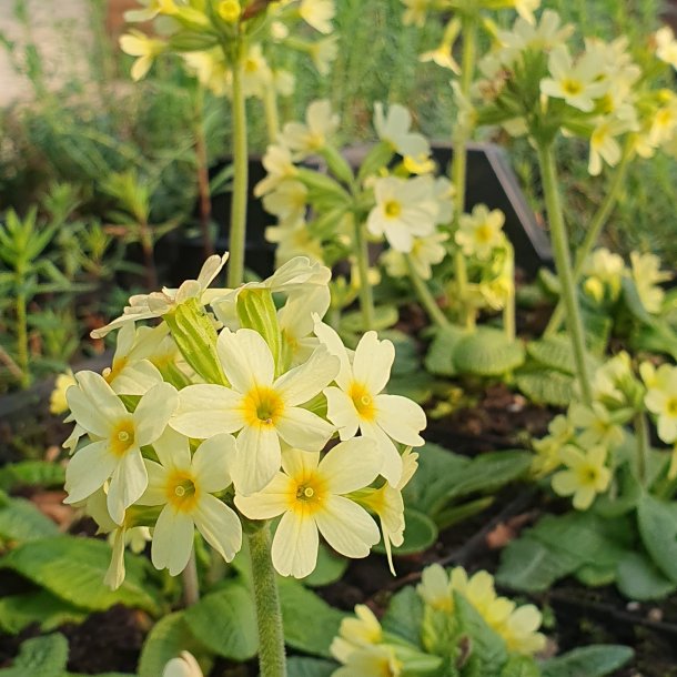 Primula elatior. <br/>Fladkravet kodriver / Primula