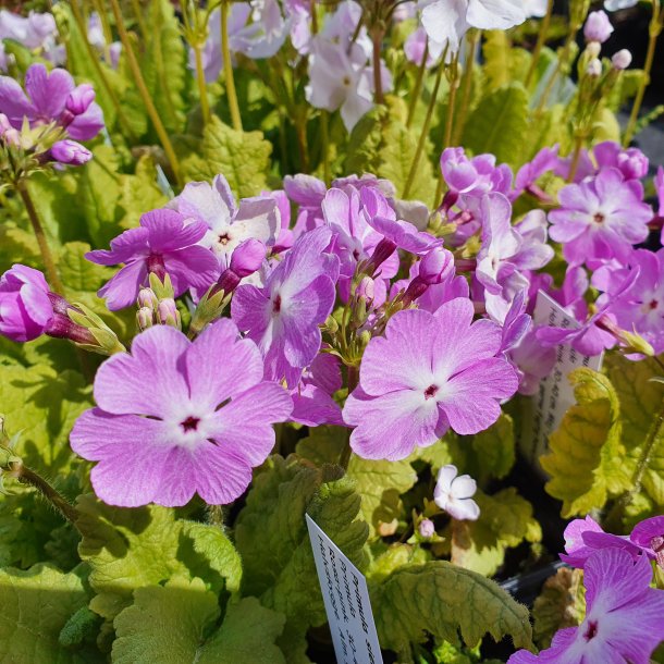 Primula sieboldii 'Sangoguko'. <br/>Primula