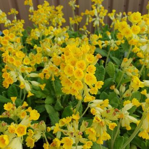 Primula veris. <br/>Hulkravet kodriver / Primula