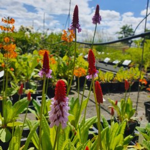 Primula vialii. <br/>Hyacintprimula