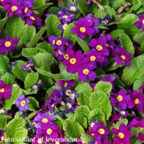 Primula 'Wanda'. <br/>Primula
