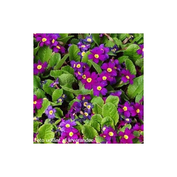 Primula 'Wanda'. <br/>Primula