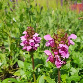 Prunella grandiflora 'Gruss aus Isernhagen'. <br/>Brunelle