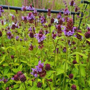 Prunella vulgaris. <br/>Brunelle
