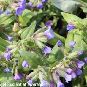 Pulmonaria angustifolia 'Blaues Meer'. <br/>Lungeurt