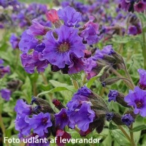 Pulmonaria longifolia subsp. cevennensis. <br/>Lungeurt