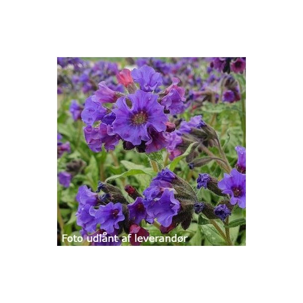 Pulmonaria longifolia subsp. cevennensis. <br/>Lungeurt