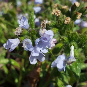 Pulmonaria OPAL 'Ocupol'. <br/>Lungeurt