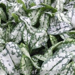 Pulmonaria OPAL 'Ocupol'. <br/>Lungeurt