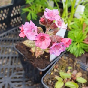 Pulmonaria 'Pretty in Pink'. <br/>Lungeurt